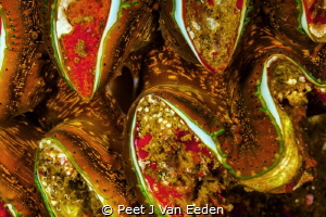 The colorful mantle of a giant sea clam by Peet J Van Eeden 